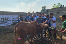 Tahun ini KNSP feat Seperadik Kurban 2 Ekor Sapi  