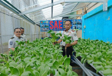 Lapas Narkotika Pangkalpinang Panen Pakcoy Hidroponik, Manfaatkan Lahan Kosong Jadi Produktif