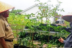 Pangkalpinang Kembangkan PKWT Tingkatkan Ketahanan Pangan Keluarga