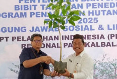 DLH Pangkalpinang Temukan Tanaman Manggis Klabang dinyatakan Punah